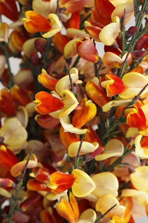 ushuaia flower